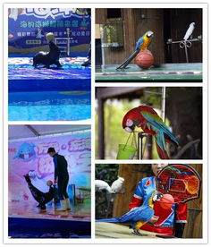 萬源市本地海洋生物表演與經紀業(yè)務概覽